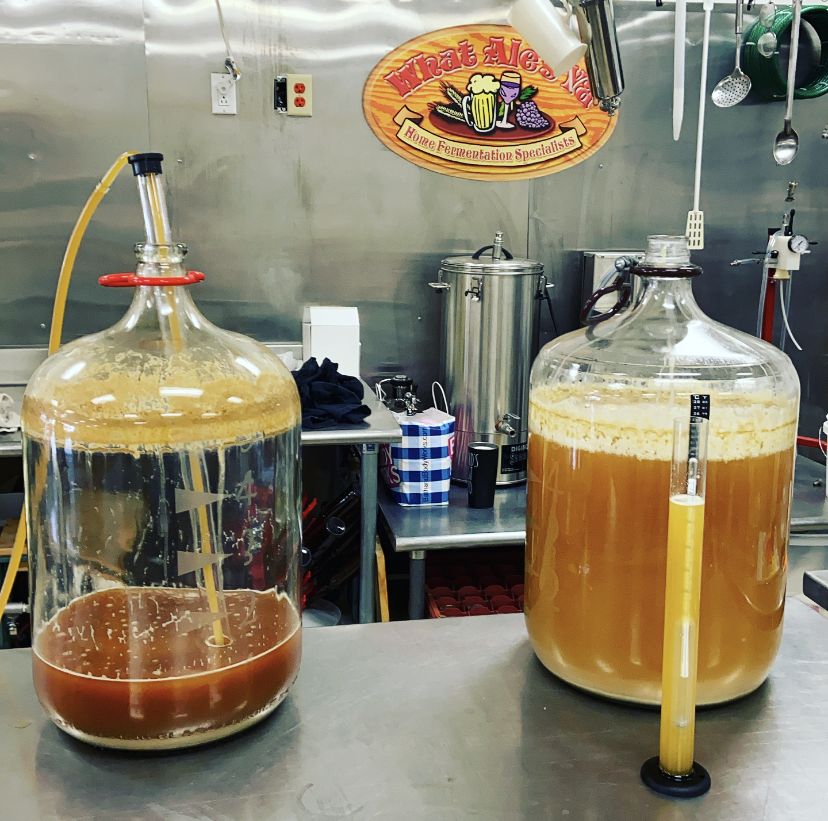 Carboys of fermenting beer